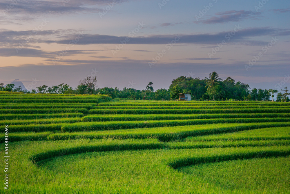 panoramic view of a sunny morning with sunrise and yellow green rice fields in an Indonesia village
