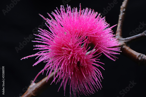 Pink Malay apple flower in full bloom full of morning dew. This plant has the scientific name Syzygium malaccense.  photo
