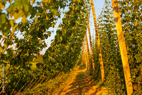 ntation of green hops close-up illuminated by the evening sun. Hop plantation. Brewing. Agriculture. photo