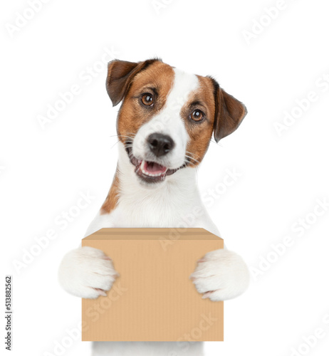 Jack russell terrier puppy holds big box. isolated on white background