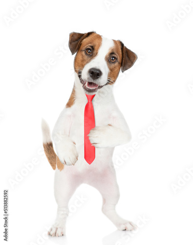 Smart Jack russell terrier puppy wearing necktie looks at camera. isolated on white background © Ermolaev Alexandr