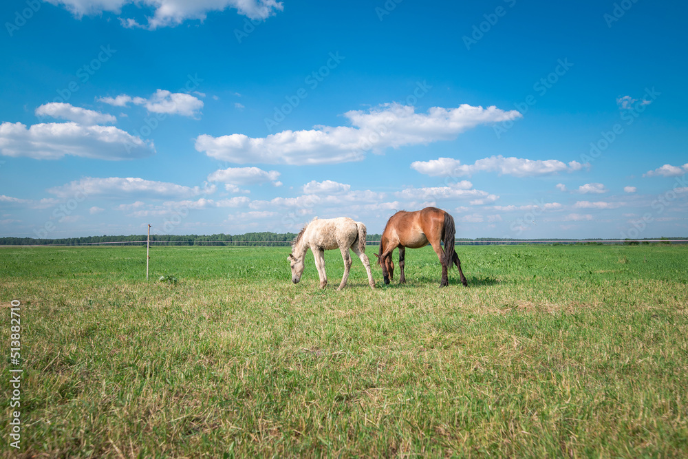 Horses graze in the meadow in the summer, in the afternoon on the ranch.