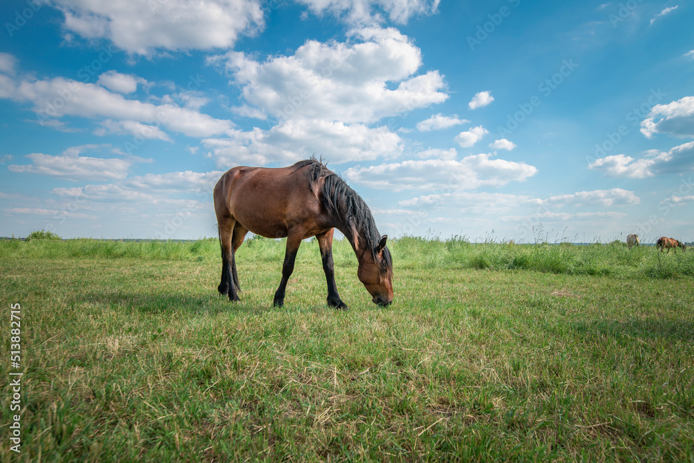 Horses graze in the meadow in the summer, in the afternoon on the ranch. Horses graze in the meadow in the summer, in the afternoon on the ranch.