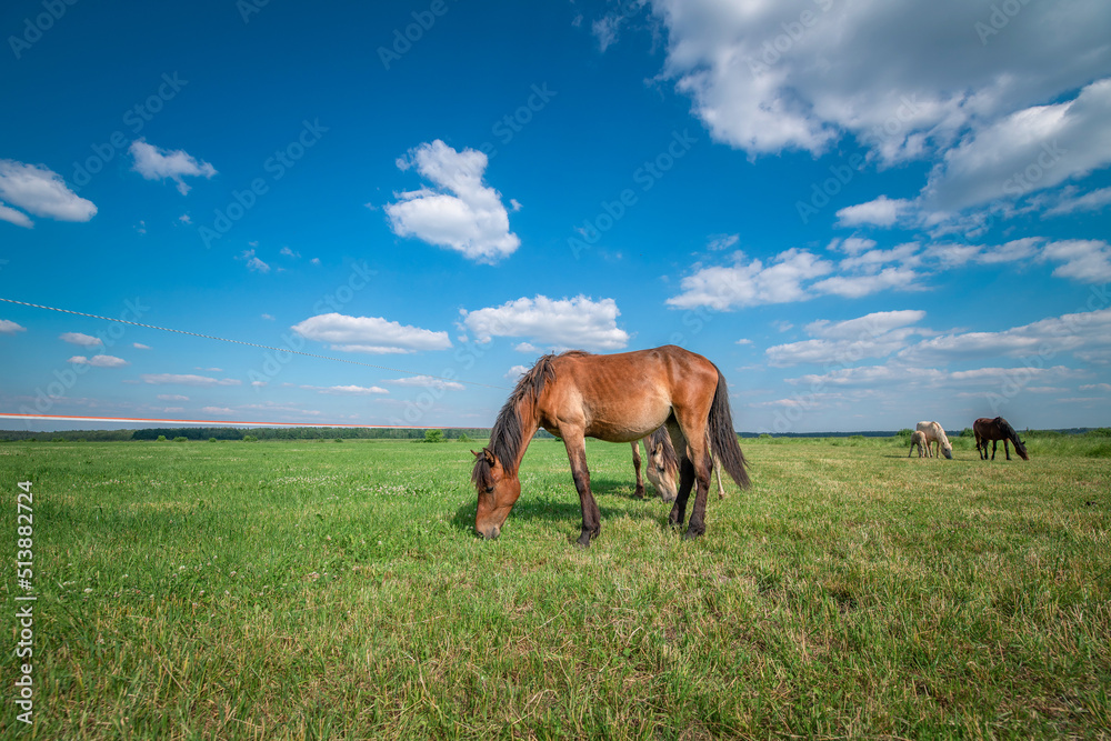 Horses graze in the meadow in the summer, in the afternoon on the ranch.