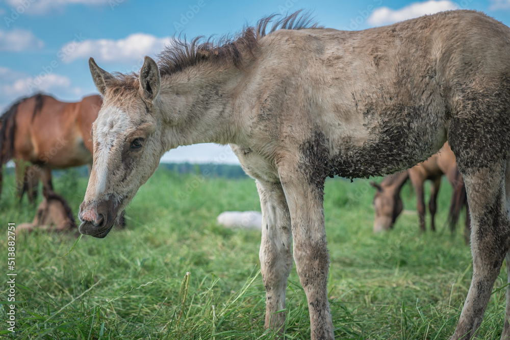 Horses graze in the meadow in the summer, in the afternoon on the ranch. Horses graze in the meadow in the summer, in the afternoon on the ranch.