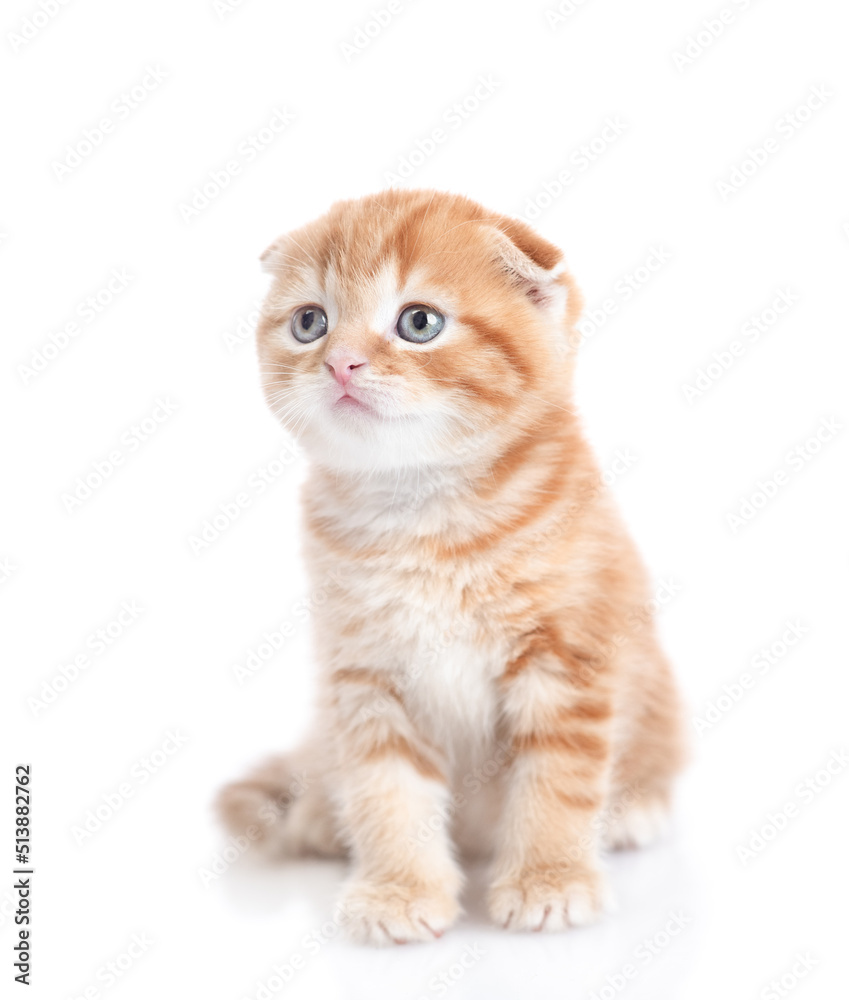 Fold ginger tabby cat looks away and up. isolated on white background