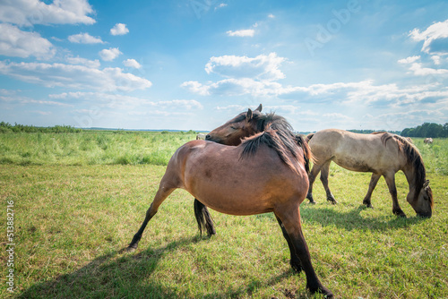 Horses graze in the meadow in the summer, in the afternoon on the ranch.