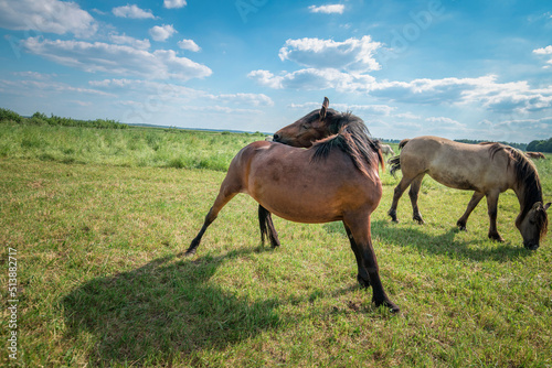 Horses graze in the meadow in the summer, in the afternoon on the ranch.