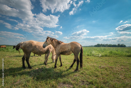 Horses graze in the meadow in the summer  in the afternoon on the ranch.