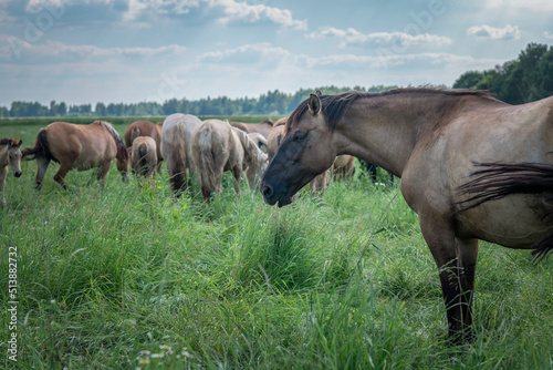 Horses graze in the meadow in the summer  in the afternoon on the ranch.