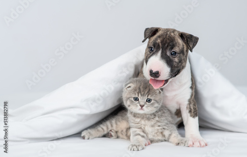 Friendly Gentle Miniature Bull Terrier puppy hugs sleepy kitten under warm white blanket on a bed at home. Pets sleep together. Empty space for text