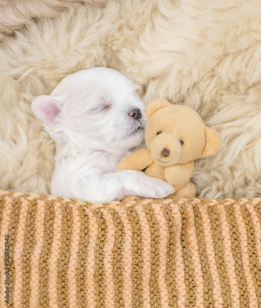 Newborn lapdog puppy sleeps under white blanket on a bed at home and hugs favorite toy bear before bedtime. Top down view Newborn lapdog puppy sleeps under white blanket on a bed at home and hugs favorite toy bear before bedtime. Top down view