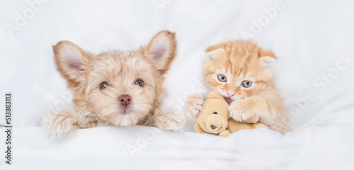 Cute Goldust Yorkshire terrier puppy lying near playful tiny kitten under white warm blanket on a bed at home. Top down view © Ermolaev Alexandr