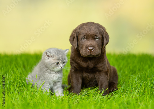 Young Chocolate Labrador Retriever puppy sit with kitten on green summer grass