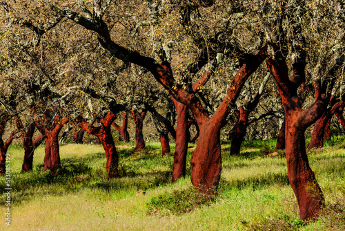 alcornoques descorchados,Quercus suber,Os Almendres, distrito de Evora, Alentejo, Portugal, europa photo