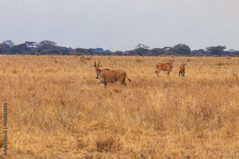 Common eland (Taurotragus oryx), also known as the southern eland or eland antelope, in Tarangire National Park, Tanzania Common eland (Taurotragus oryx), also known as the southern eland or eland antelope, in Tarangire National Park, Tanzania