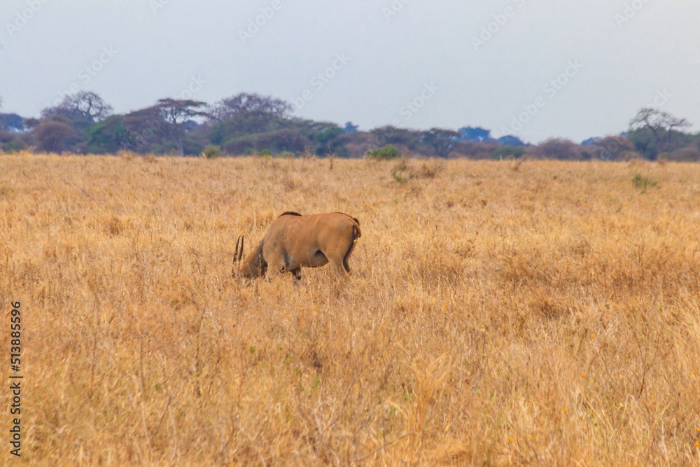 Common eland (Taurotragus oryx), also known as the southern eland or eland antelope, in Tarangire National Park, Tanzania