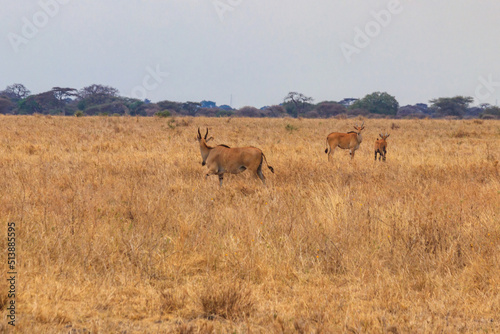 Common eland  Taurotragus oryx   also known as the southern eland or eland antelope  in Tarangire National Park  Tanzania