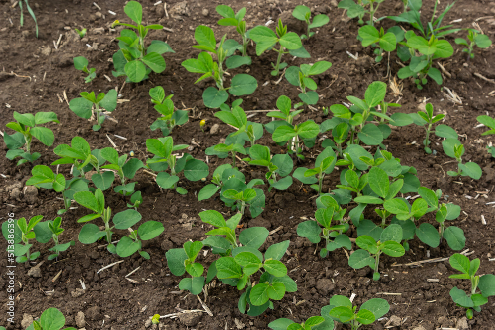 Fresh green soy plants on the field in spring. Rows of young soybean plants Fresh green soy plants on the field in spring. Rows of young soybean plants