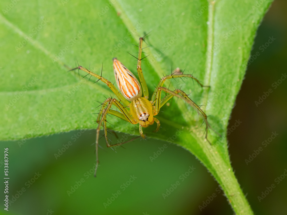 Beautiful spider during an ecotourism jungle Beautiful spider during an ecotourism jungle
