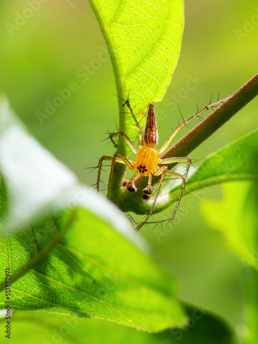 Beautiful spider during an ecotourism jungle