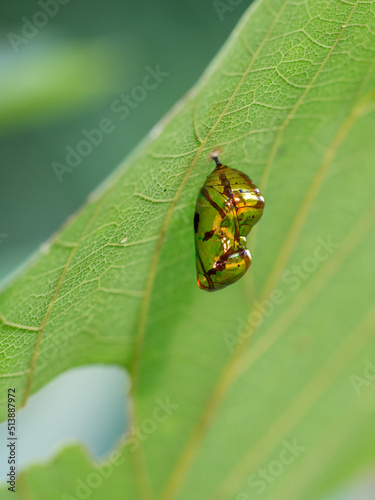 Chrysalis butterfly hanging on a leaf .