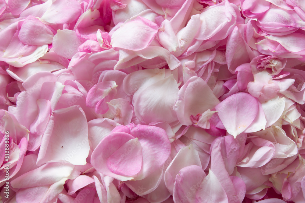 Obraz premium Tea rose petals on pink background