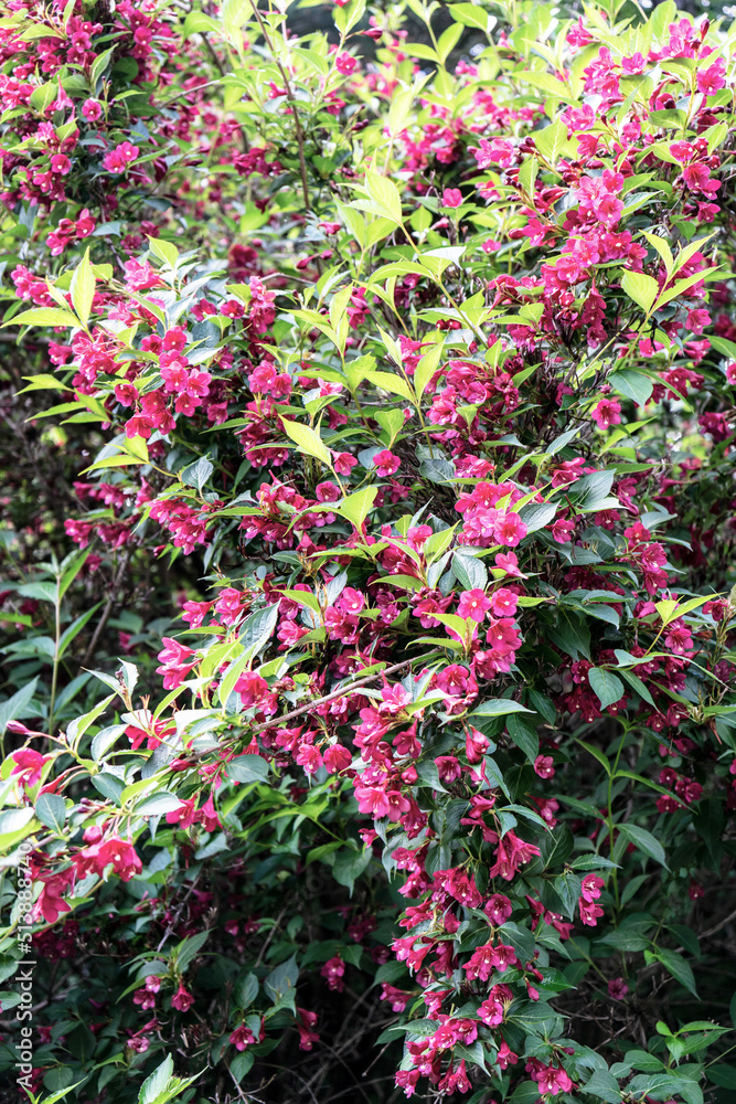 Weigela shrubby. Flowers of the Weigela of Florida. Blooming old-fashioned Weigela. Beautiful bright red veigela flowers with a blurry background. selective focus. 