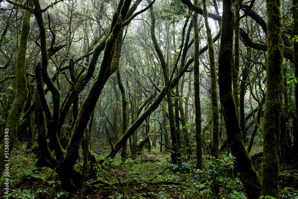 Scenic green forest background. Beautiful nature scenery with trees and trunks with musk. Woods. Explore and adventure concept. Creepy park with dark shadows. Amazing natural planet earth