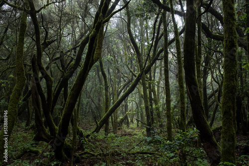 Empty trekking path in the forest with green leaves around. Concept of beautiful nature forest and environment. Save the world. Planet earth scenic places. Nationa park protected