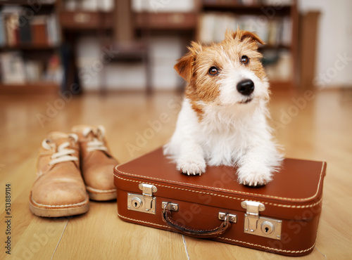 Cute dog puppy listening on a retro suitcase. Pet travel, vacation or holiday.