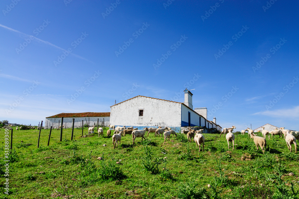 rebaño de ovejas,Evoramonte ( concejo de Estremoz), Alentejo, Portugal, europa