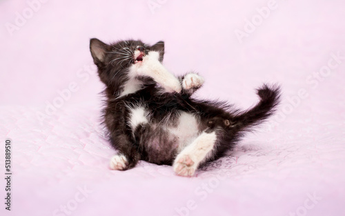 Fototapeta Naklejka Na Ścianę i Meble -  Beautiful cat. Black-white kitten on a pink background. A pet. The cat lies beautifully and sits posing.