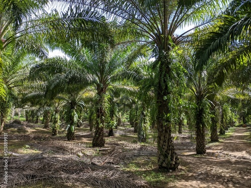 Oil palm plantation owned by residents in Kalimantan