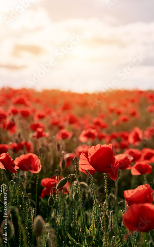 Sunny day at the red poppy field. Countryside landscape at the summer