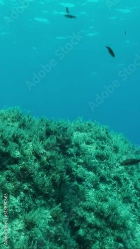 VERTICAL VIDEO: School of juvenile Mediterranean chromis fish (Chromis chromis) swim over rocky seabed covered with Brown Seaweed (Cystoseira). Camera moves sideway to the left near sea bottom photo