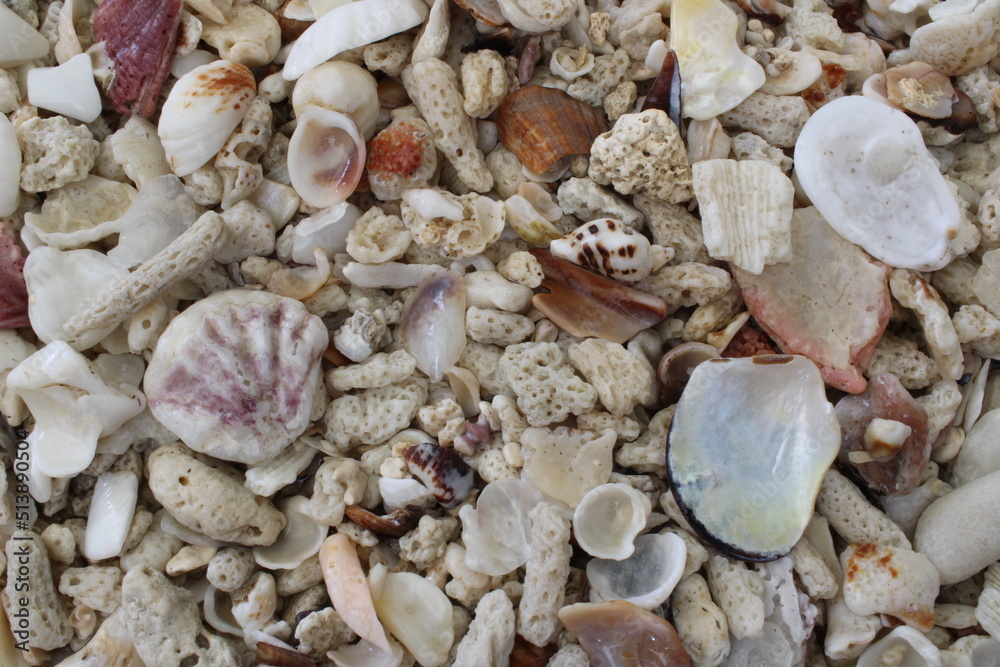 Collection of seashells and coral pieces in color