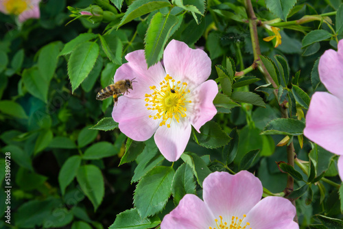 Honey bee Apis Mellifera is collecting pollen on white flower of bush dog rose. Latin rosa canina, similar to a sweet briar also called eglantine state flower or state symbol of Iowa and North Dakota