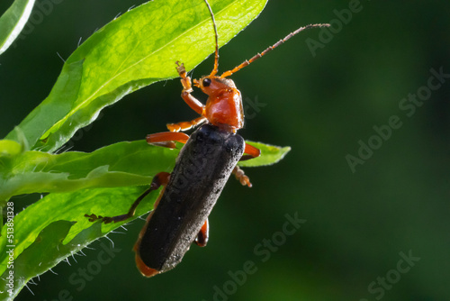 Cantharis livida is a species of soldier beetle belonging to the genus Cantharis family Cantharidae photo