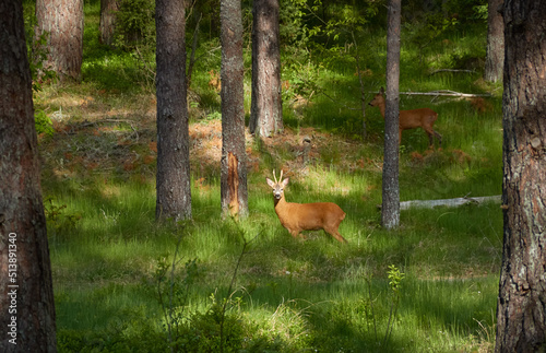 Cute ginger brown roe deer in a green summer forest. Idyllic landscape. Latvia. Wildlife, animals, hunting, eco tourism, environmental conservation, protection themes photo