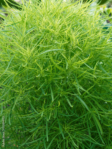Kochia ou bassia scoparia tricophylla - Kochie à balais ou cyprès d'été, herbe buissonnante au feuillage couvre-sol vert émeraude très décoratif en bordures et massifs