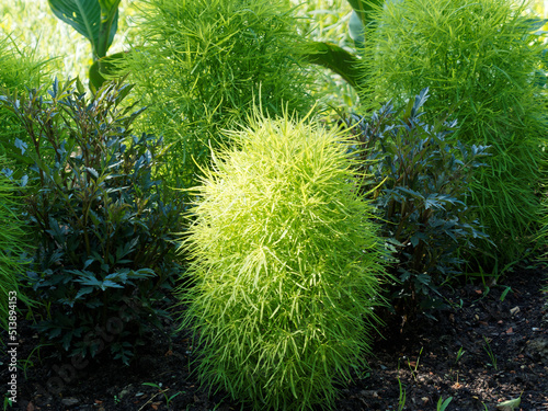 (Kochia scoparia ou bassia scoparia ) Kochia à balais ou Cyprès d'été cultivé comme arbrisseau ornemental ou petites haies colonnaires en parc et jardin photo