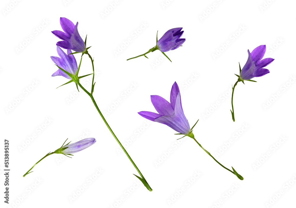Set of purple campanula flowers isolated