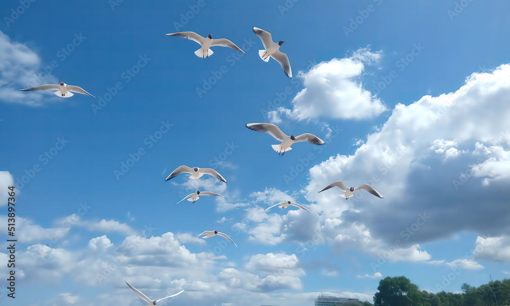 Fototapeta premium flock of seagulls