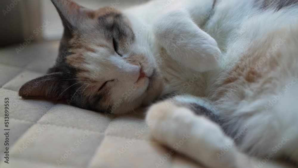 猫 猫