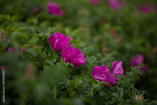 wild rose farmland, flower plantation, wild rose plantation