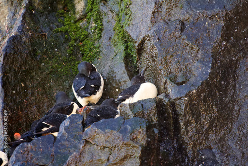 Water flows down the rocks, but an excess of moisture does not interfere with the nesting of seabirds (Brunnich's guillemots). FJL photo