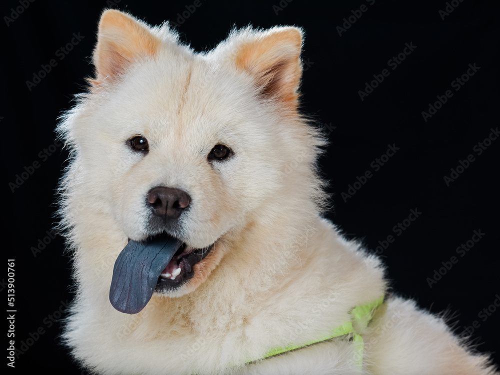 White Smiling Chow Chow puppy White Smiling Chow Chow puppy