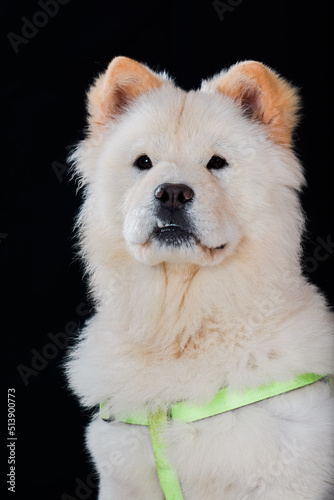 White Smiling Chow Chow puppy