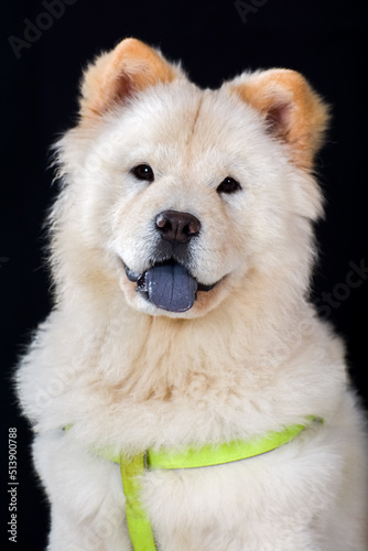 White Smiling Chow Chow puppy